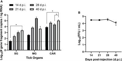 Horizontal and Vertical Transmission of Powassan Virus by the Invasive Asian Longhorned Tick, Haemaphysalis longicornis, Under Laboratory Conditions